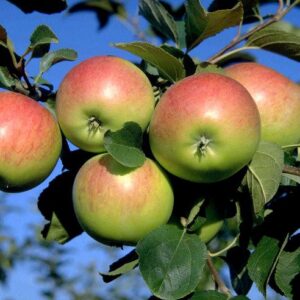 Apfel 'Reglindis'®